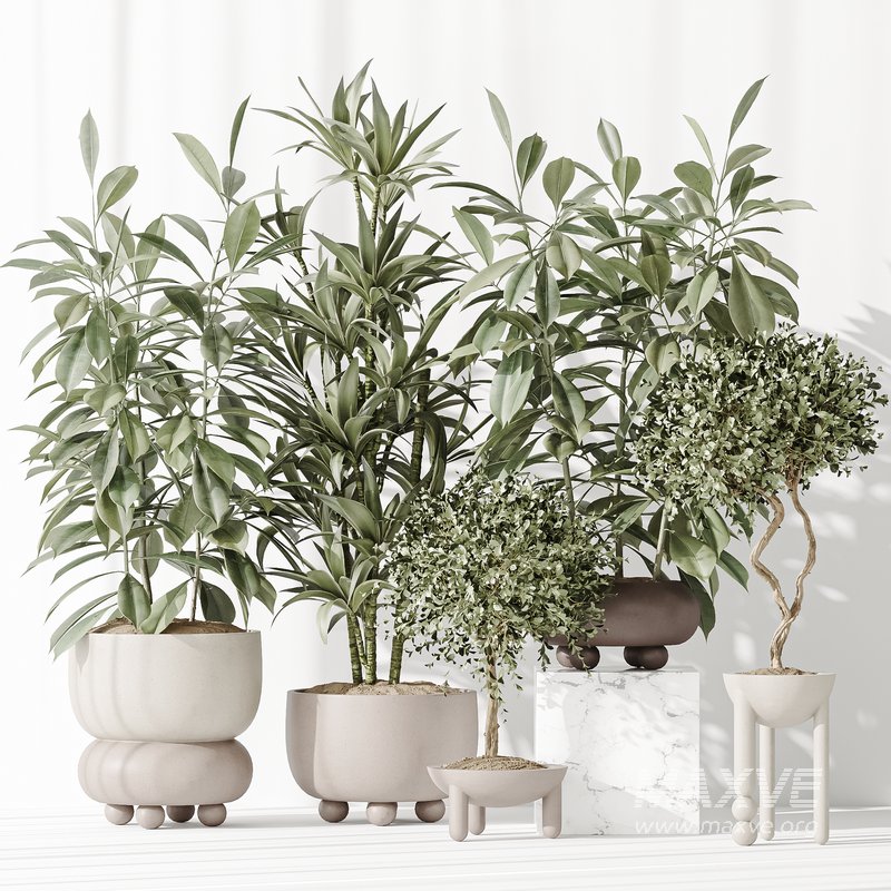 Indoor plant set 36 - Image 1