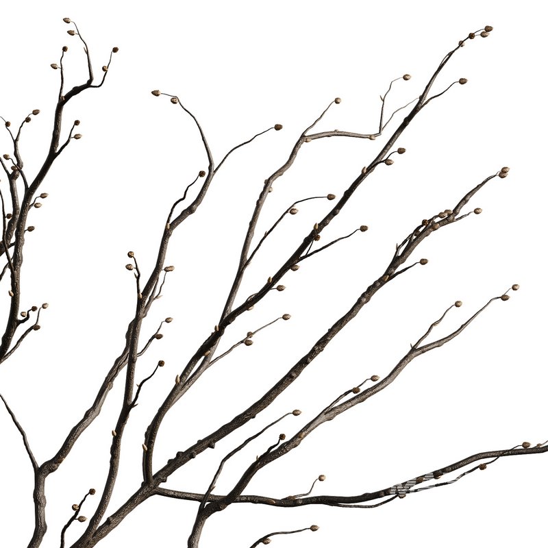 Indoor Plant 07 - Image 4