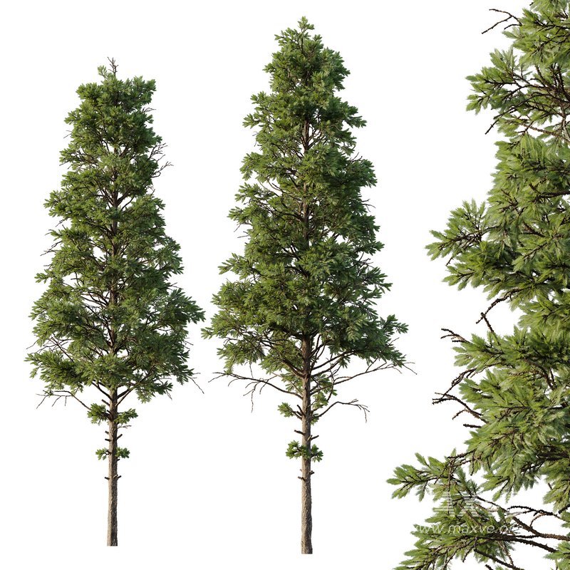 pin tree 04 - Image 1