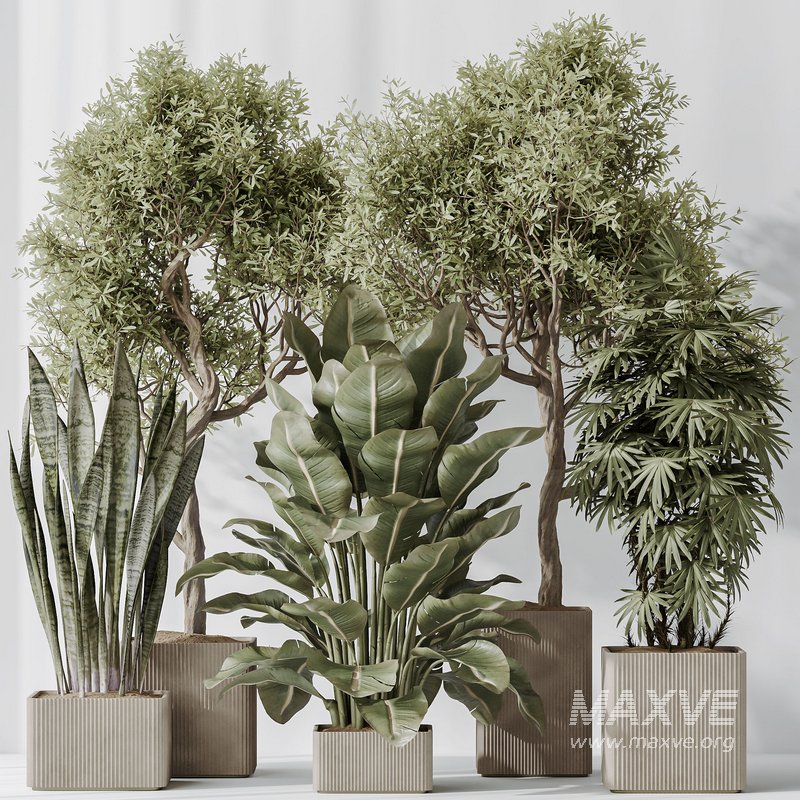 Indoor plant set 61 - Image 4