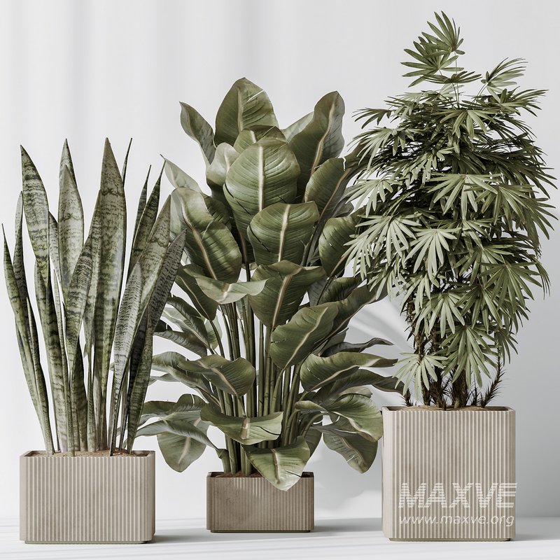 Indoor plant set 61 - Image 5