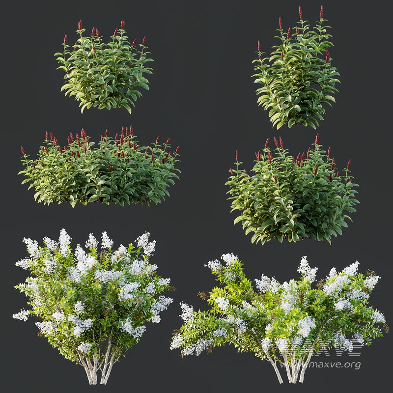 Myrtle White Flower little and Malay Ginger - Image 1