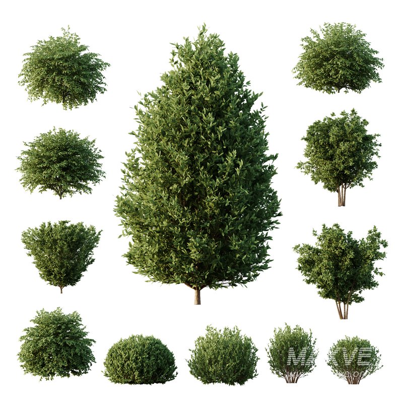 Dwarf Burning Bush07 - Image 1