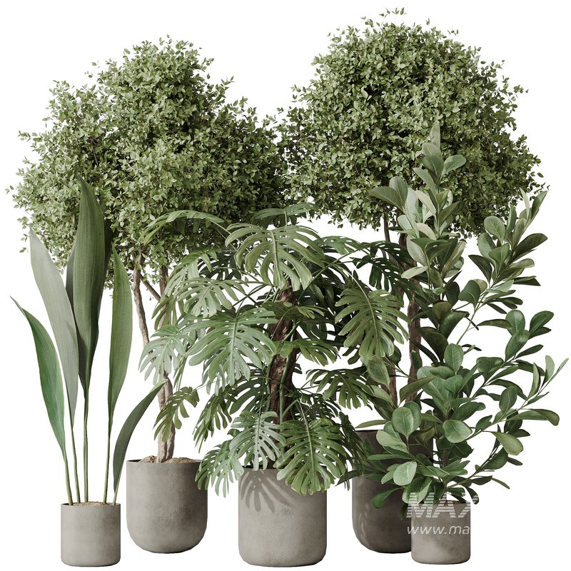 Indoor plant set 59 - Image 1