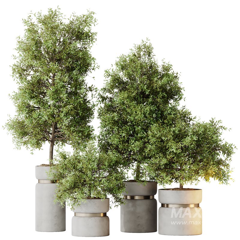 HQ HousePlants Mission Kalamata Leccino Arbequina Wilsonii Chemlali Olive Set 30 - Image 1