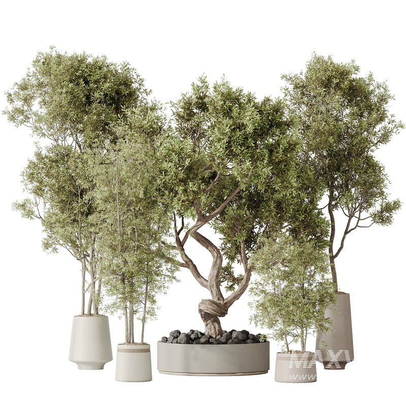 Indoor plant set 67 - Image 1