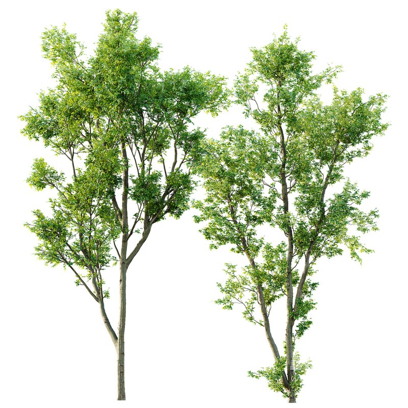 Celtis Australis 04 - Image 1