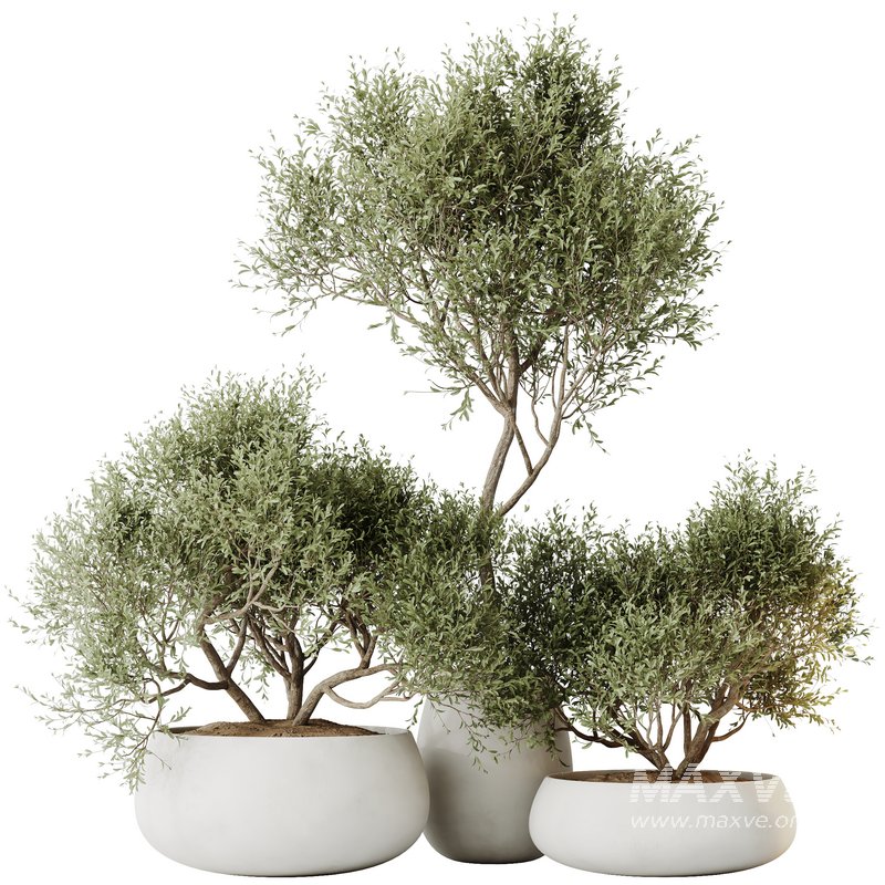 HQ HousePlants Mission Kalamata Leccino Arbequina Wilsonii Chemlali Olive Set 28 - Image 1