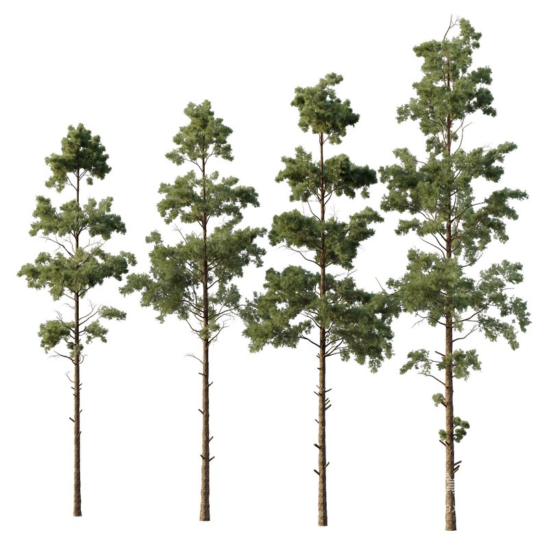 Pin Tree 06 - Image 1