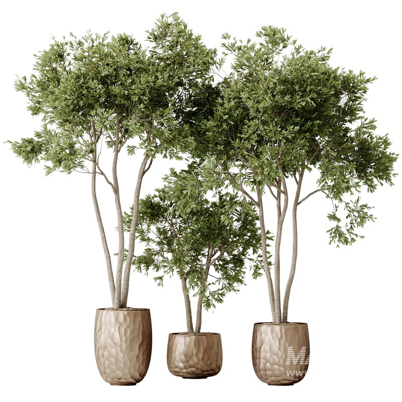 HQ HousePlants Mission Kalamata Leccino Arbequina Wilsonii Chemlali Olive Set 26 - Image 1