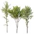 spring trees Alnus Glutinosa and Acer Pseudoplatanus - Thumbnail 1