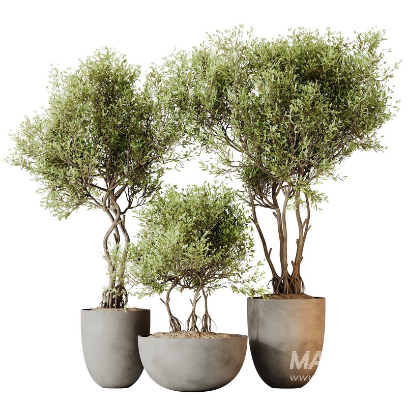 HQ HousePlants Mission Kalamata Leccino Arbequina Wilsonii Chemlali Olive Set 29 - Image 1