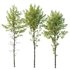 spring trees Alnus glutinosa - Thumbnail 1