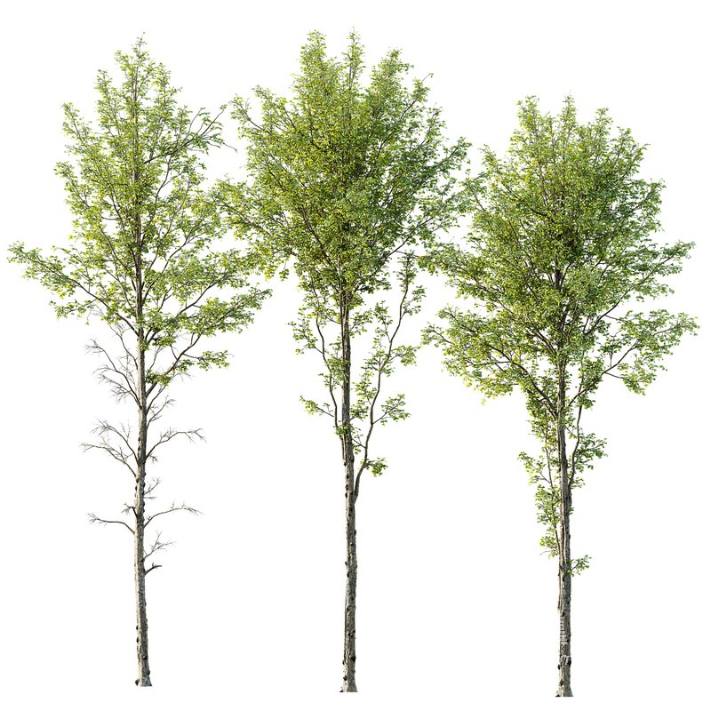 spring trees Alnus glutinosa - Image 1