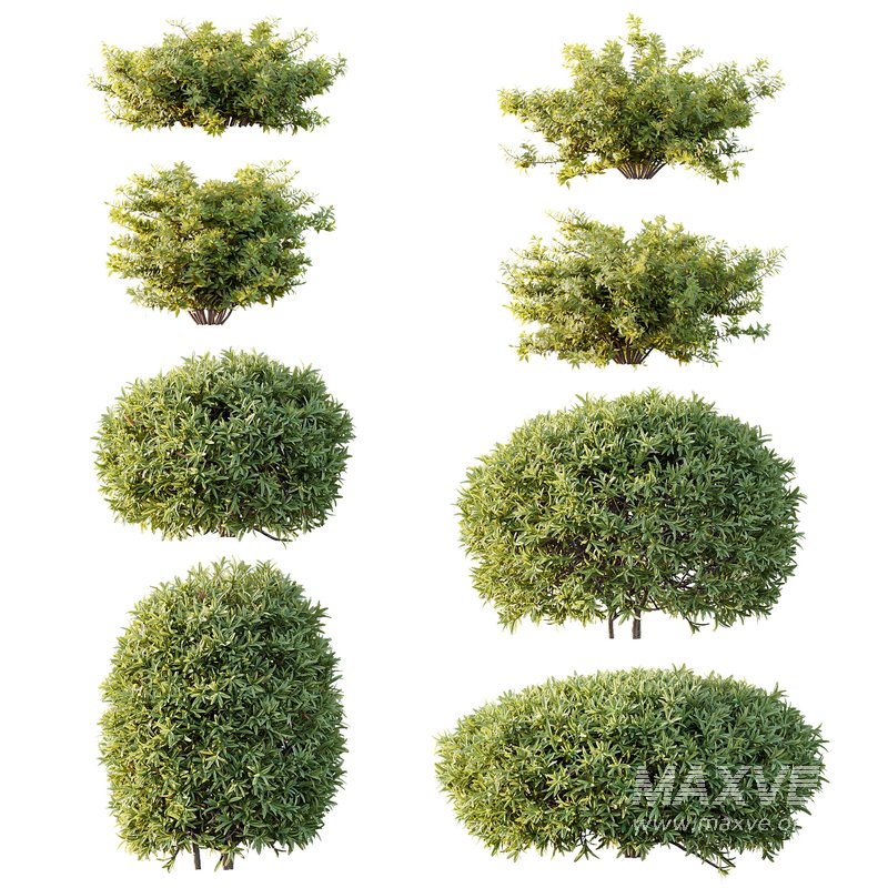 spring bush - Image 1