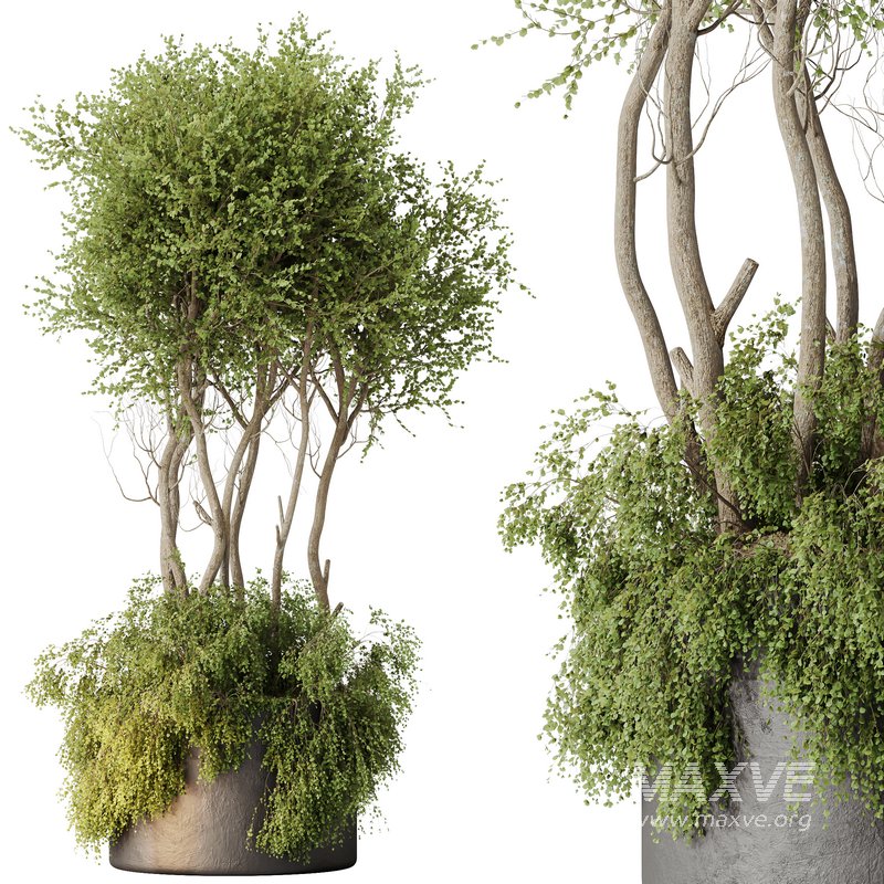 HQ HousePlants Mission Kalamata Leccino Arbequina Wilsonii Chemlali Olive Set 27 - Image 1