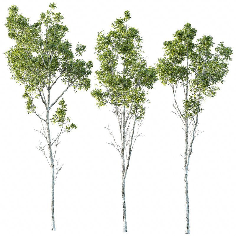 Castanea Sativa03 - Image 1