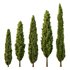 Italian Cypress12 - Thumbnail 1
