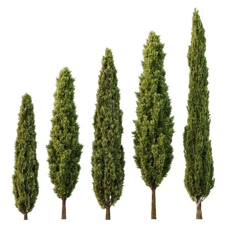 Italian Cypress12 - Image 1