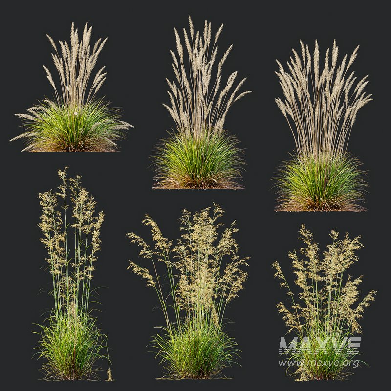 Calamagrostis Acutiflora and Celtica Gigantea Stipa Golden Oats - Image 1