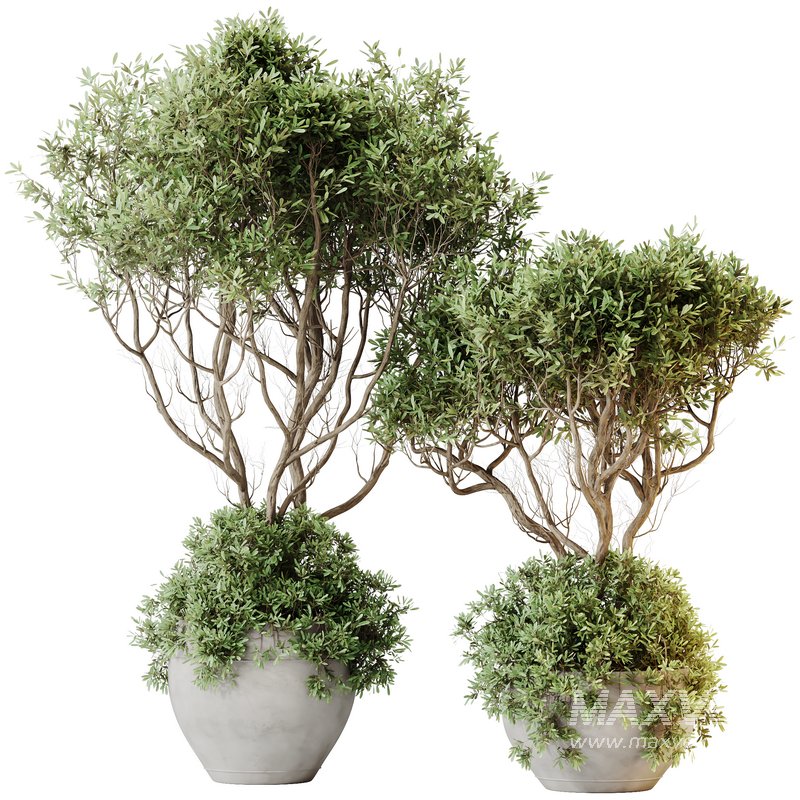 HQ HousePlants Mission Kalamata Leccino Arbequina Wilsonii Chemlali Olive Set 31 - Image 1