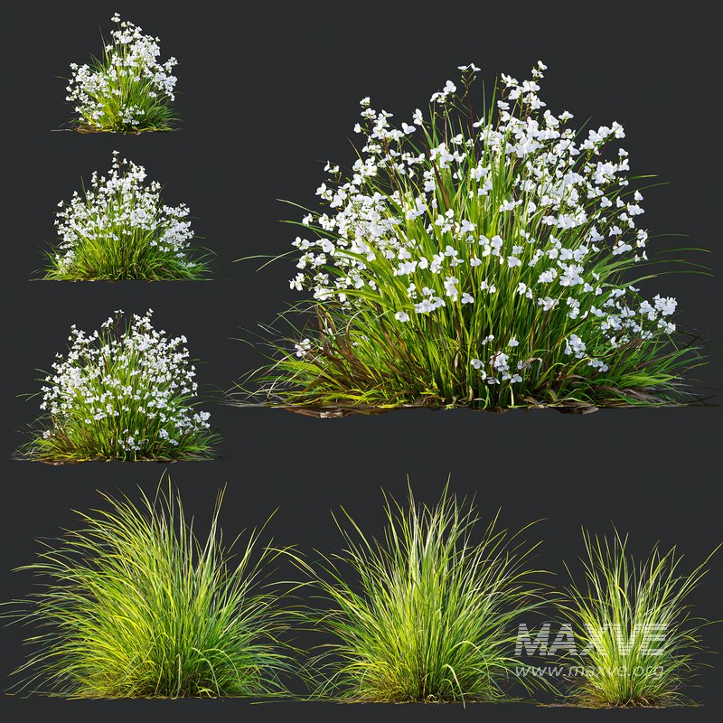 Libertia Grandiflora Grass and Carex Elata Aurea Grass - Image 1