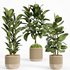 indoorplant_ficus_set01 - Thumbnail 1