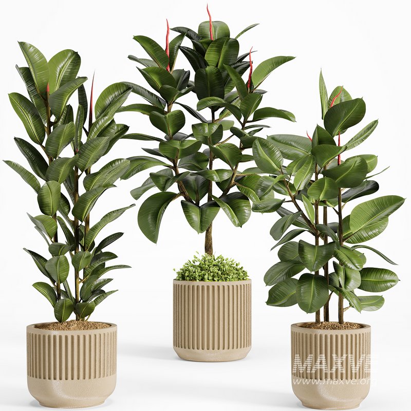 indoorplant_ficus_set01 - Image 1