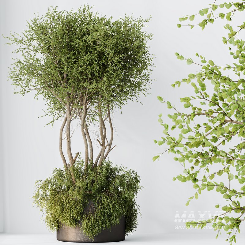 HQ HousePlants Mission Kalamata Leccino Arbequina Wilsonii Chemlali Olive Set 27 - Image 2