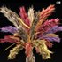 Vase of color pampas grass and Wheat - Thumbnail 2