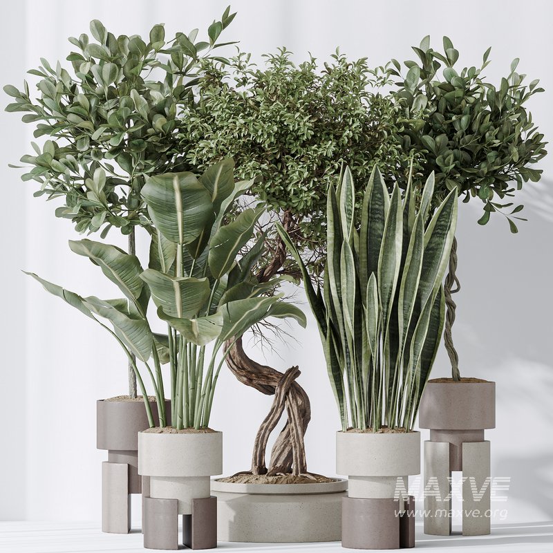 Indoor plant set 57 - Image 7