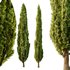 Italian Cypress12 - Thumbnail 2
