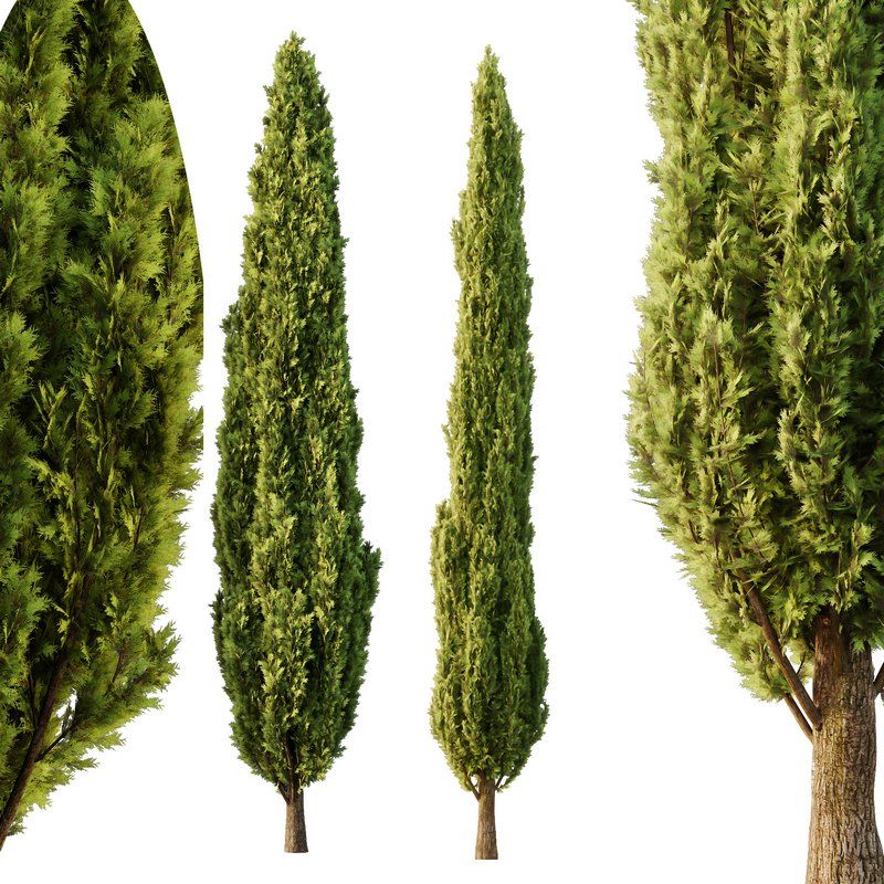Italian Cypress12 - Image 2
