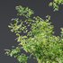 Celtis Australis 04 - Thumbnail 2