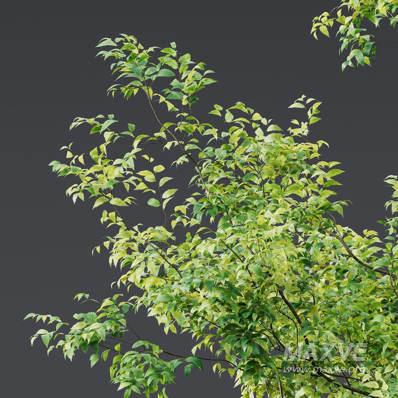 Celtis Australis 04 - Image 2