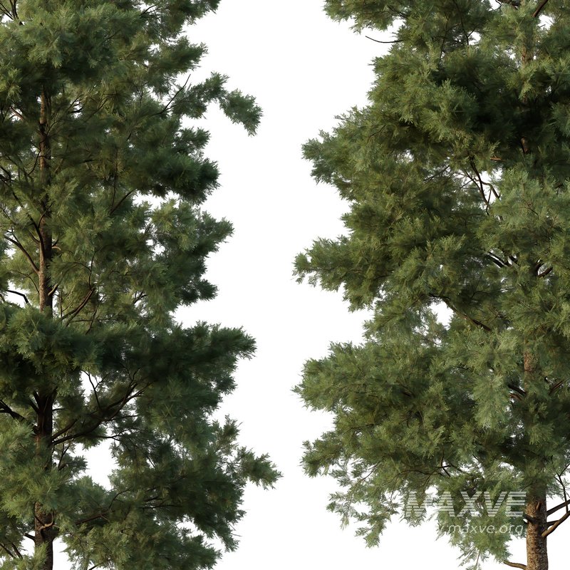 Pin Tree 08 - Image 3