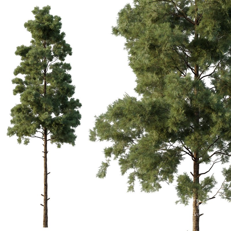 Pin Tree 07 - Image 2