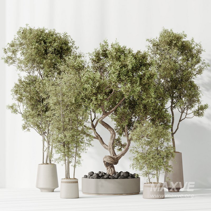 Indoor plant set 67 - Image 10