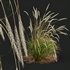 Stipa Tenuissima Ostnica Mocna Pony Tails and Calamagrostis Acutiflora Karl Foerster - Thumbnail 2