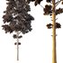 pin tree 04 - Thumbnail 2