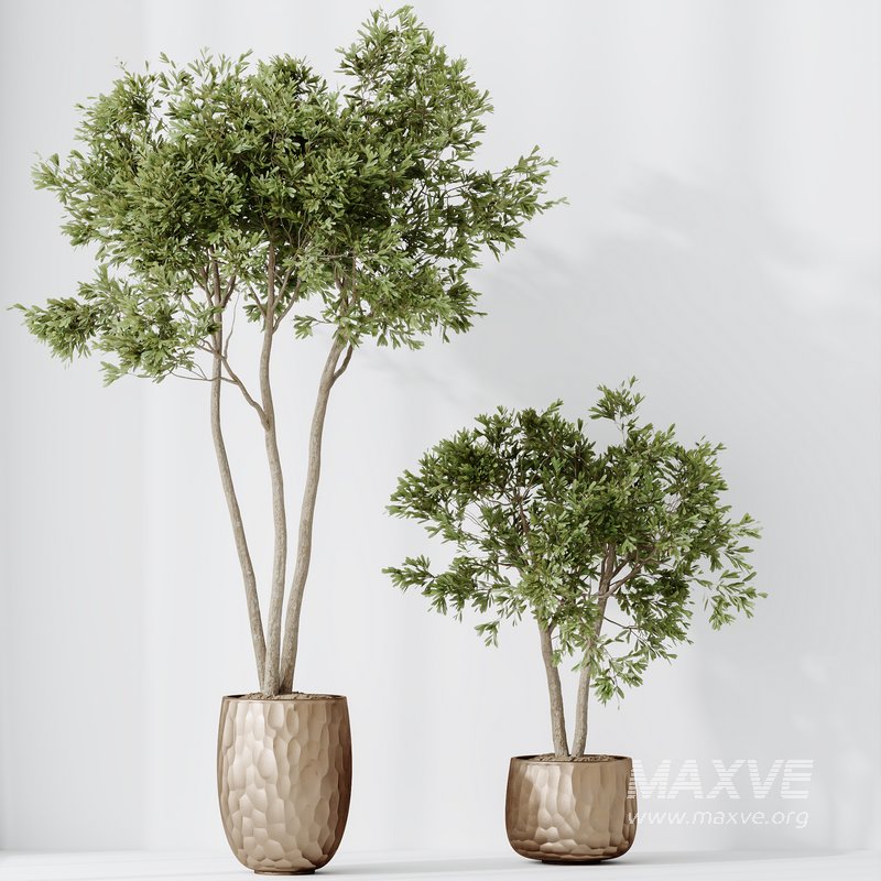 HQ HousePlants Mission Kalamata Leccino Arbequina Wilsonii Chemlali Olive Set 26 - Image 2