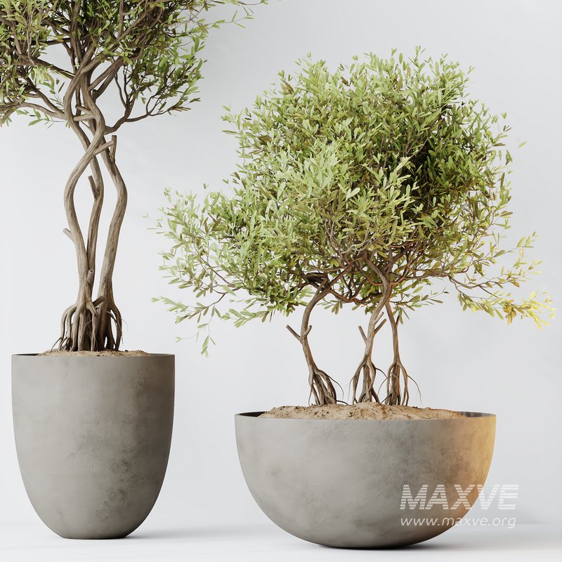 HQ HousePlants Mission Kalamata Leccino Arbequina Wilsonii Chemlali Olive Set 29 - Image 2