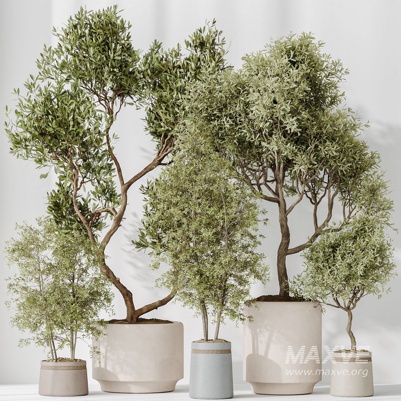 Indoor plant set 62 - Image 4