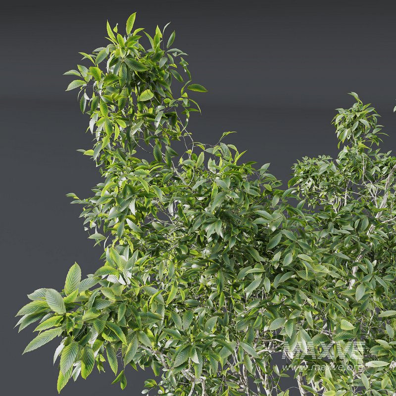 Castanea Sativa03 - Image 3