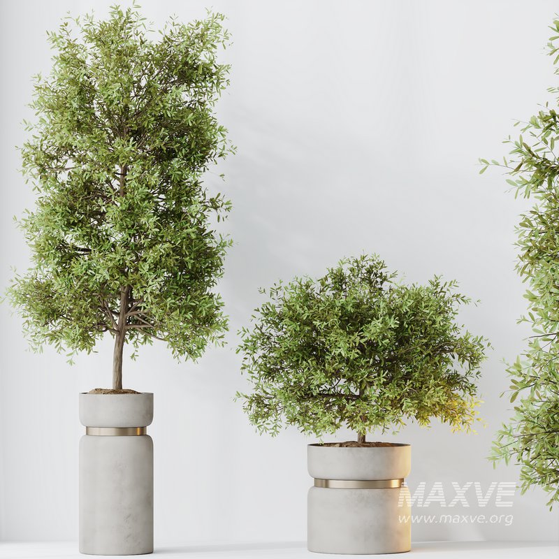 HQ HousePlants Mission Kalamata Leccino Arbequina Wilsonii Chemlali Olive Set 30 - Image 2