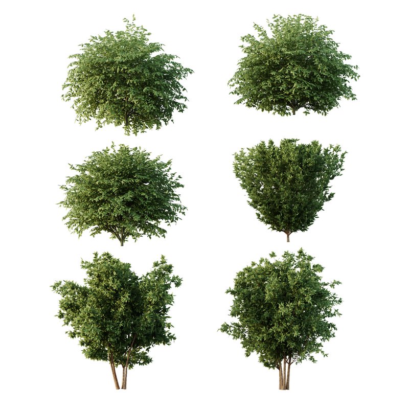 Dwarf Burning Bush07 - Image 3