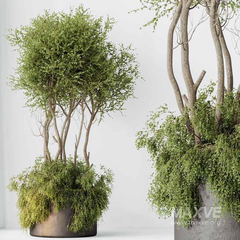 HQ HousePlants Mission Kalamata Leccino Arbequina Wilsonii Chemlali Olive Set 27 - Image 3