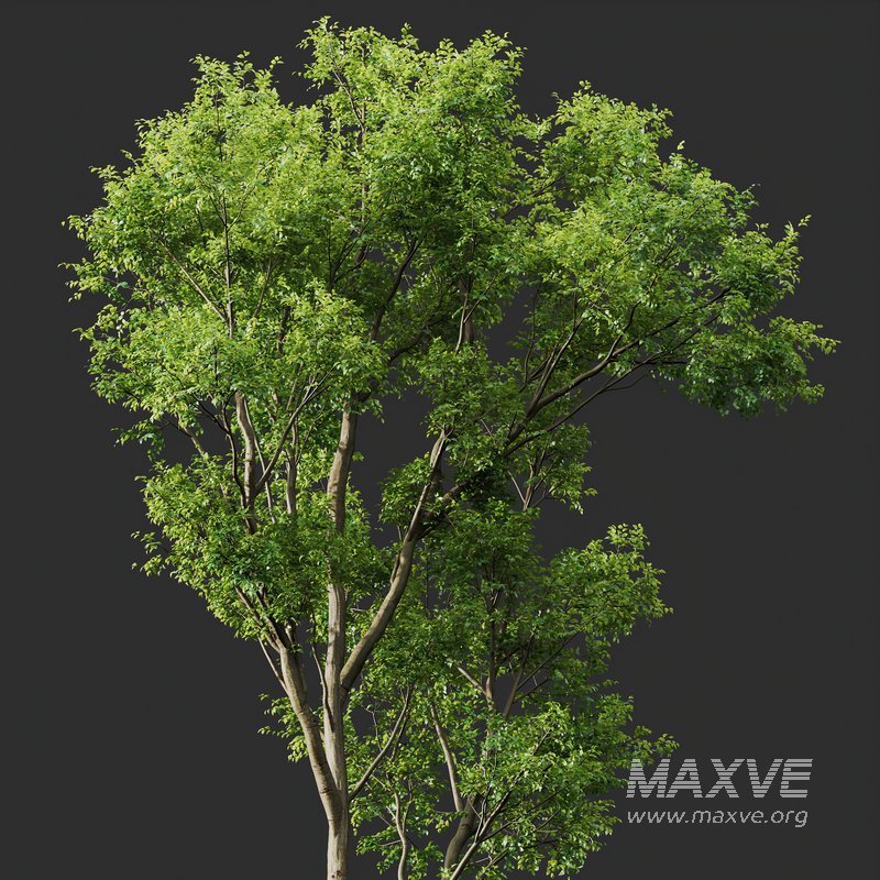 Celtis Australis 04 - Image 6