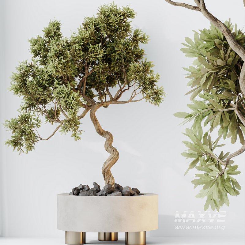 HQ HousePlants Mission Kalamata Leccino Arbequina Wilsonii Chemlali Olive Set 32 - Image 3