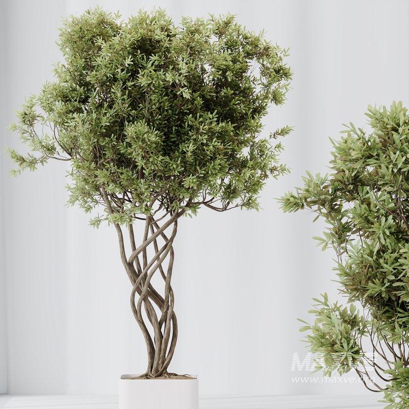 Indoor plant set 56 - Image 2